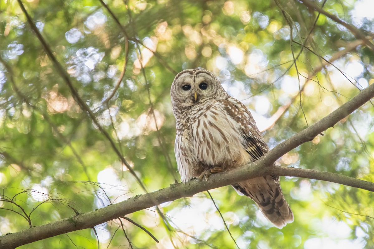 Barred Owl - ML619542266