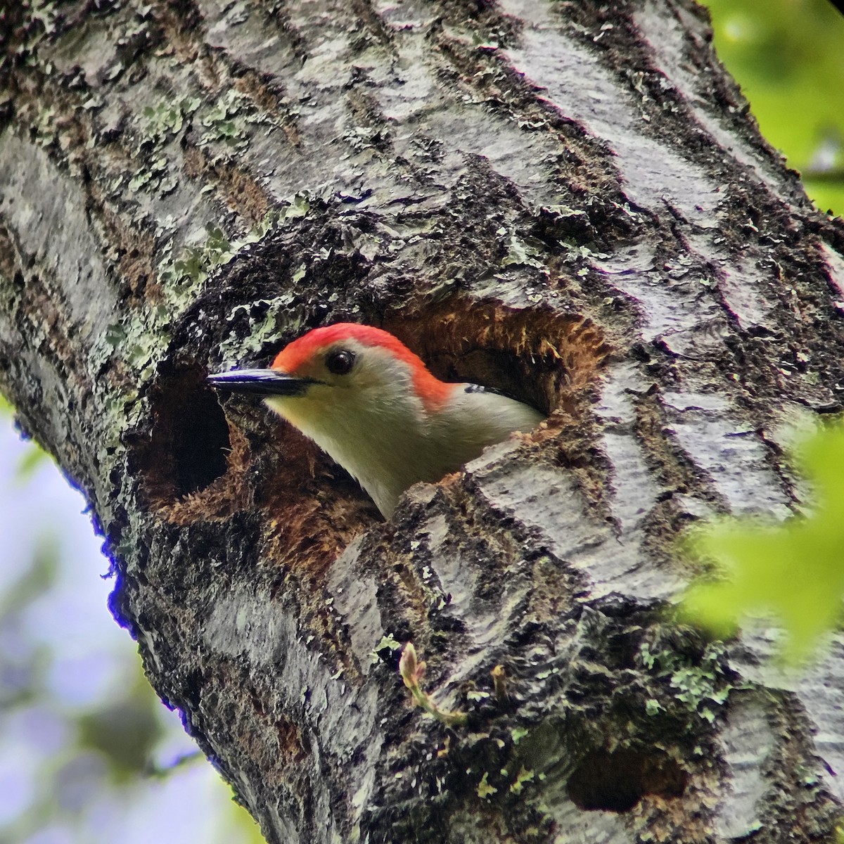Red-bellied Woodpecker - ML619542297