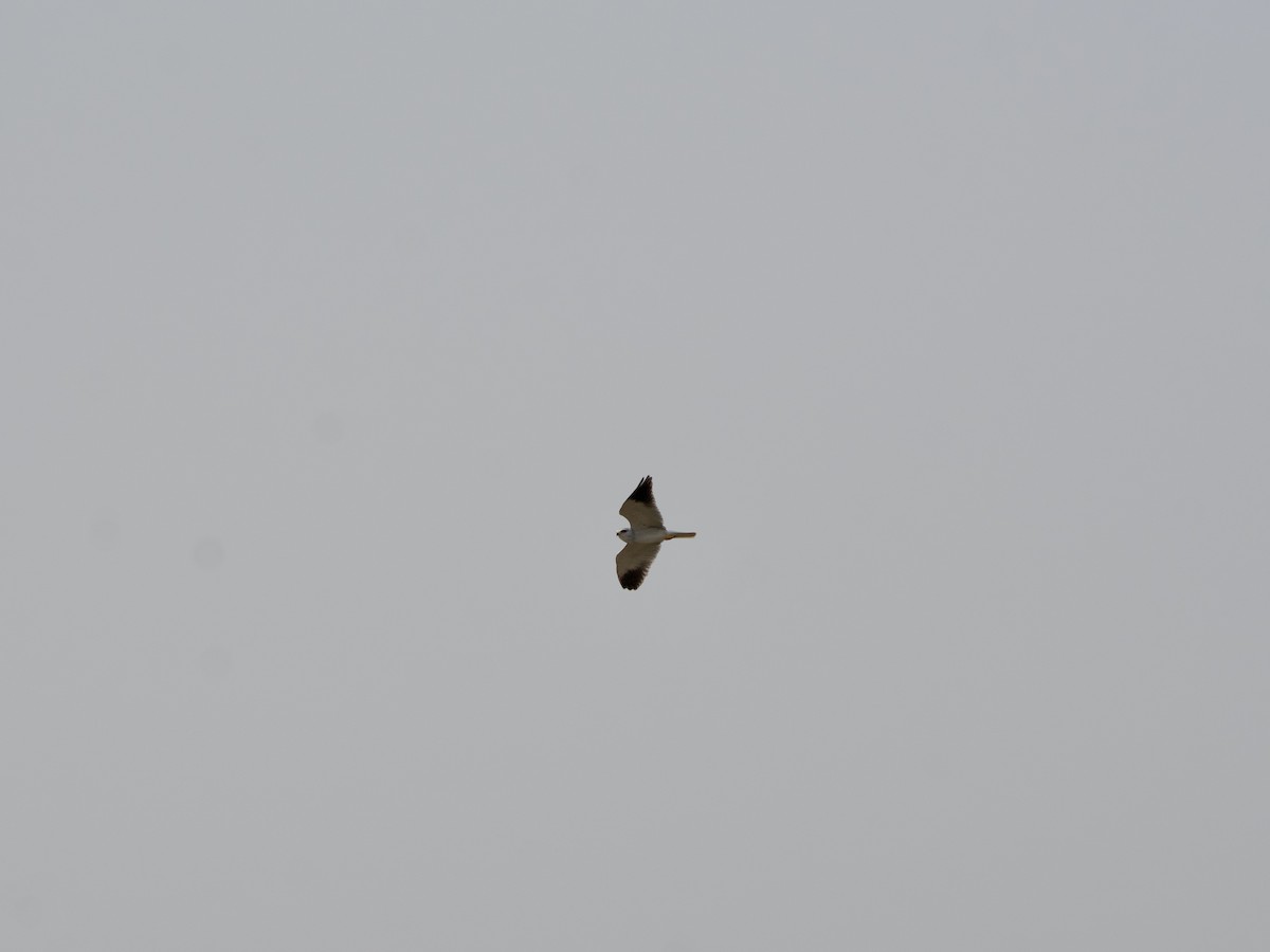 Black-winged Kite - ML619542309