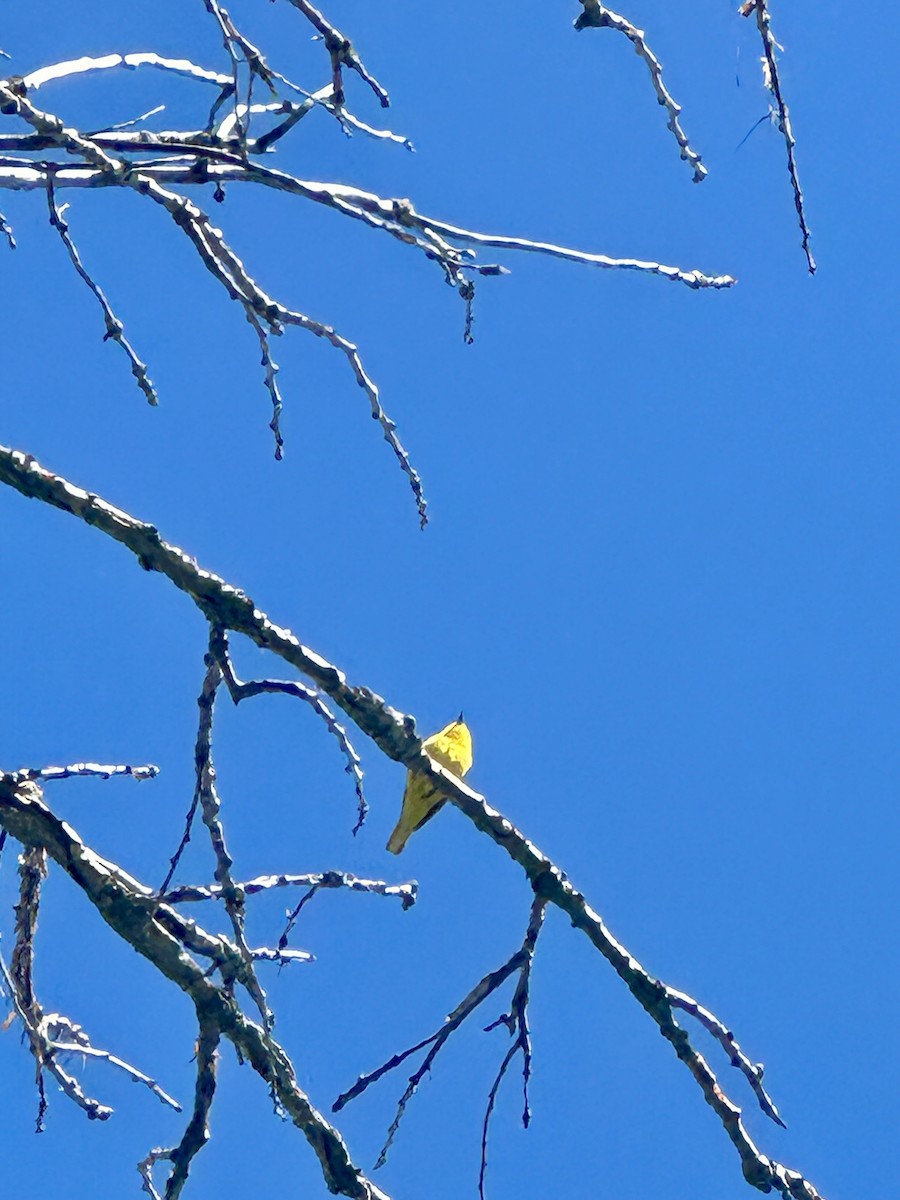 Yellow Warbler - ML619542340
