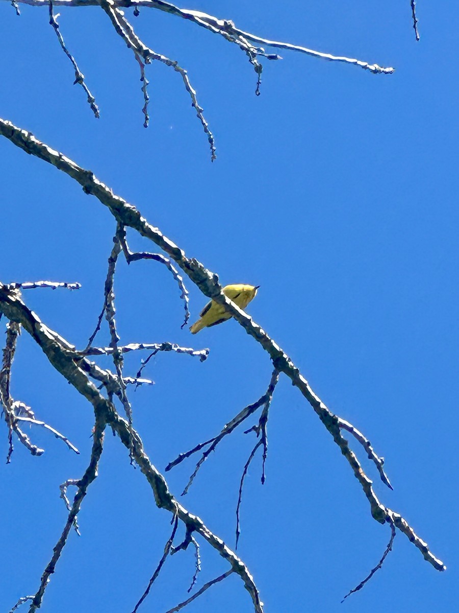 Yellow Warbler - ML619542341