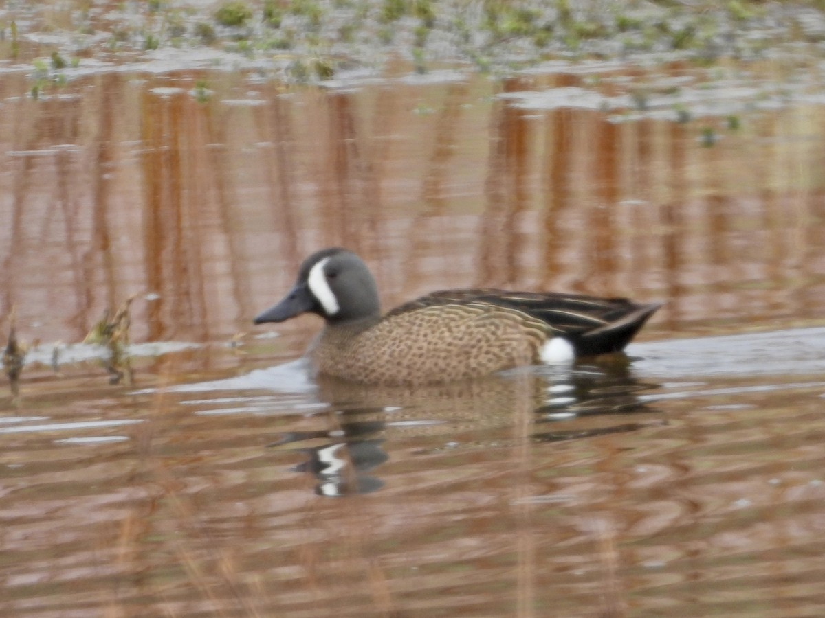 Blue-winged Teal - ML619542344