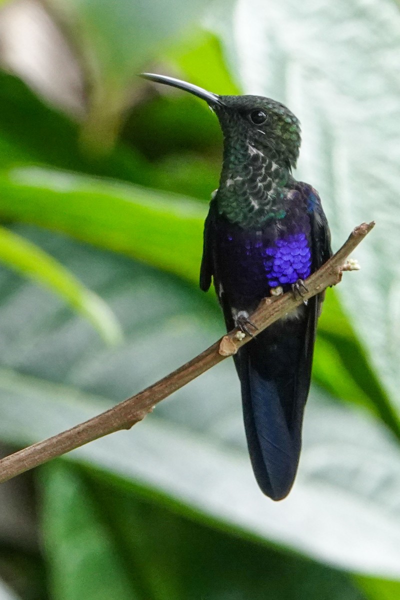 kolibřík nymfový - ML619542473