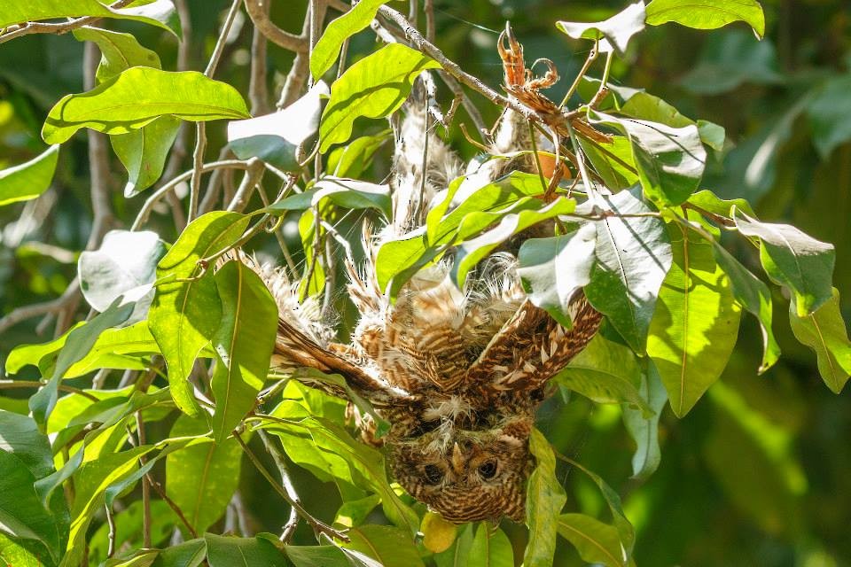Asian Barred Owlet - Narongsak Nagadhana