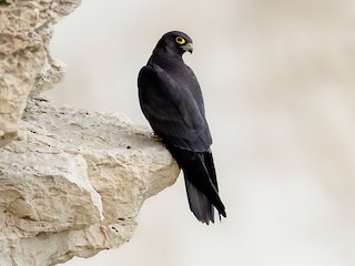  - Eleonora's Falcon