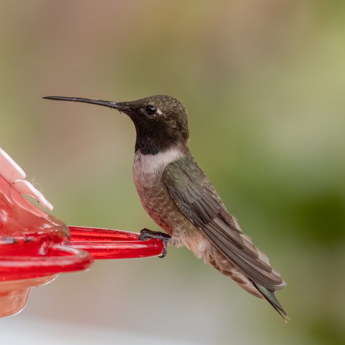 Black-chinned Hummingbird - ML619542525