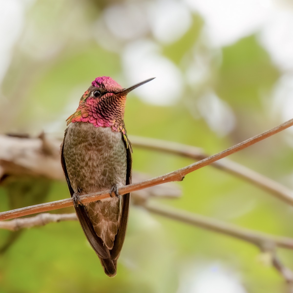 Anna's Hummingbird - ML619542534