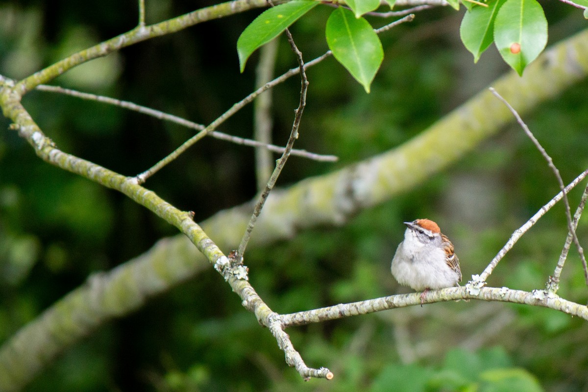 Chipping Sparrow - ML619542614