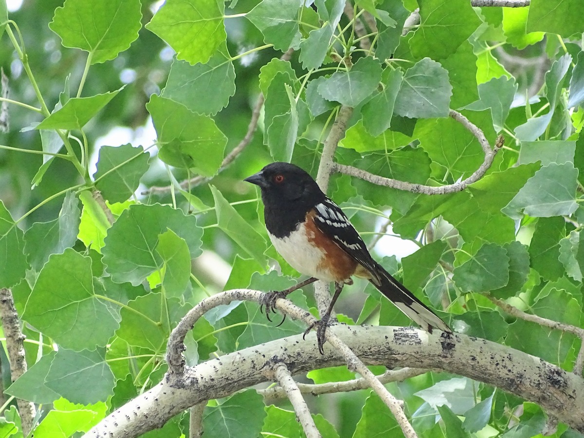 Spotted Towhee - ML619542622