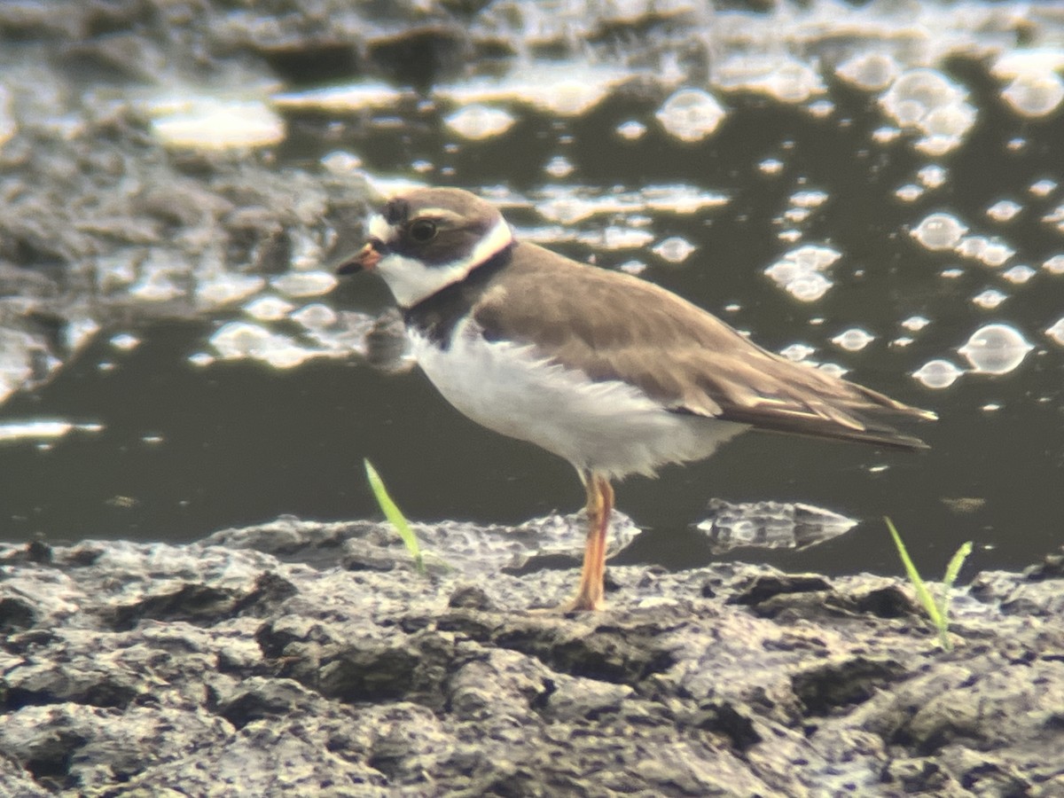Semipalmated Plover - ML619542672