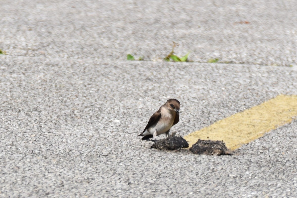 Northern Rough-winged Swallow - ML619542681