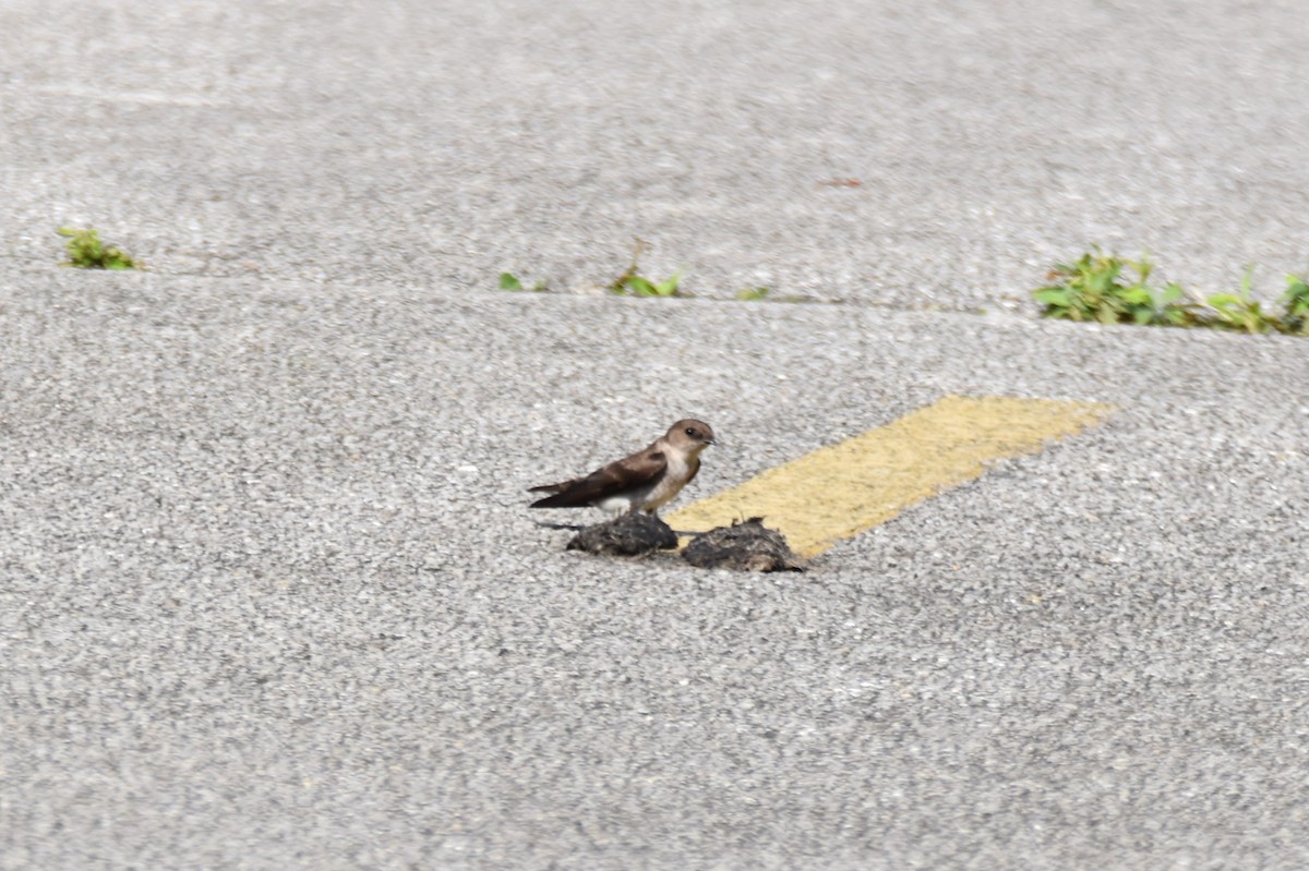 Northern Rough-winged Swallow - ML619542682