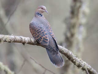  - Oriental Turtle-Dove