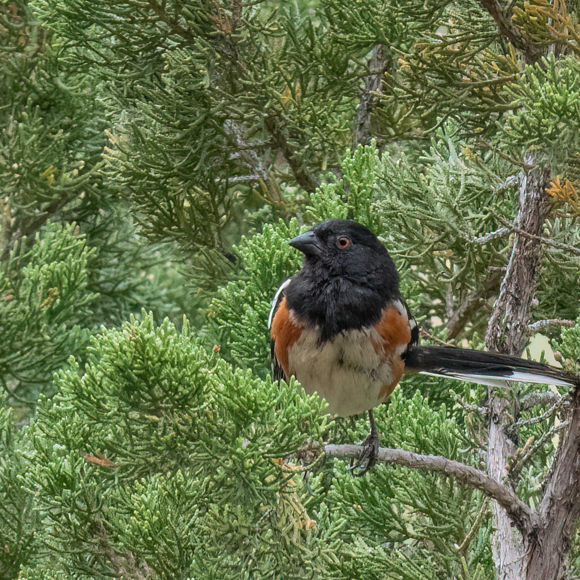 Spotted Towhee - ML619542701