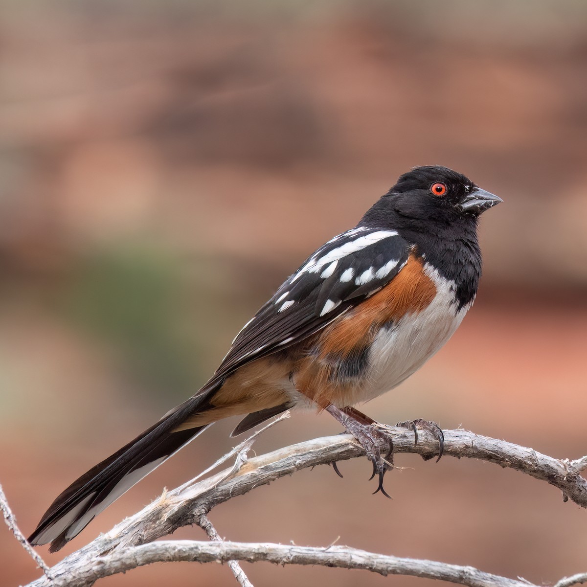 Spotted Towhee - ML619542702