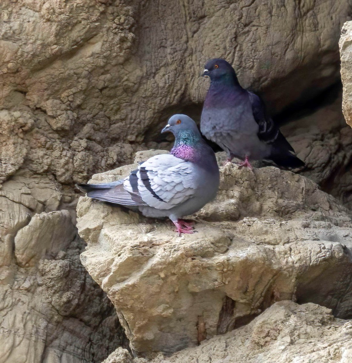 Rock Pigeon (Feral Pigeon) - ML619542802