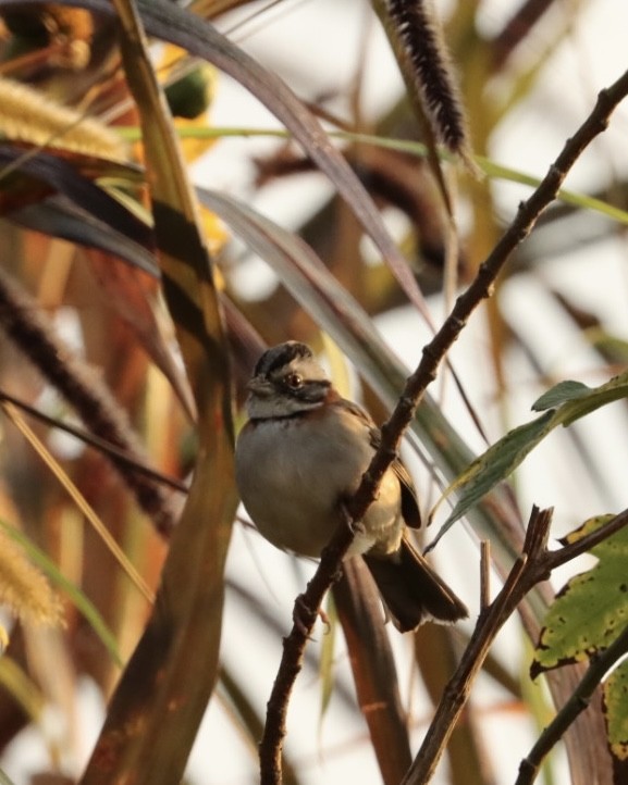 Rufous-collared Sparrow - ML619542833