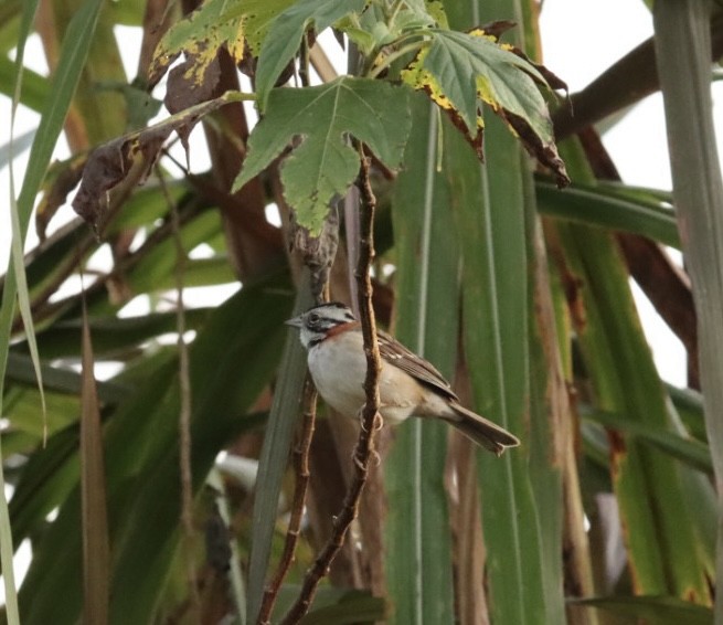 Rufous-collared Sparrow - ML619542834