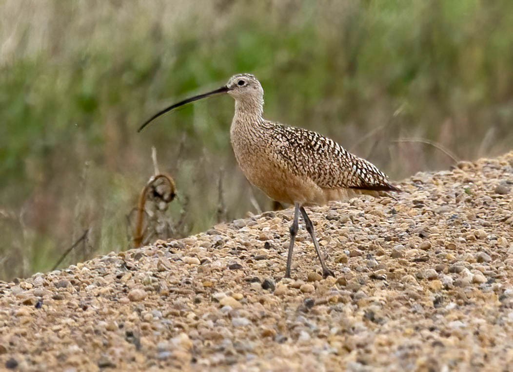Long-billed Curlew - ML619542845