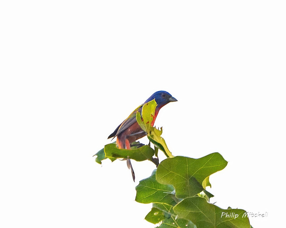 Painted Bunting - ML619542911