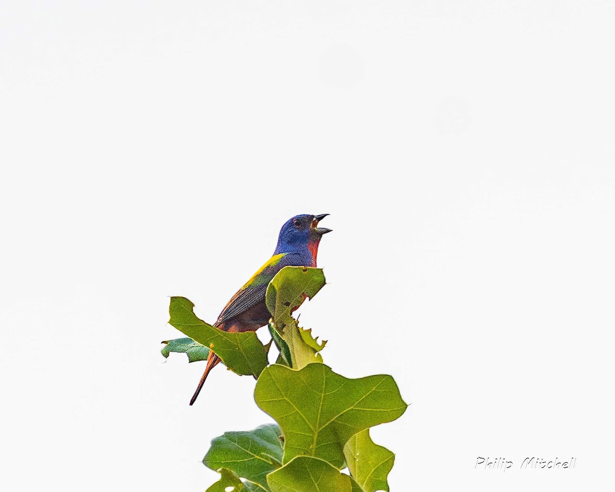 Painted Bunting - ML619542912