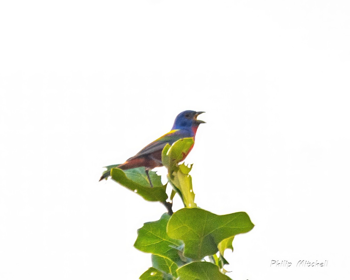 Painted Bunting - ML619542913