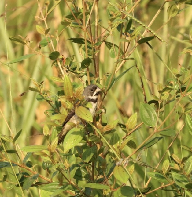 Double-collared Seedeater - ML619542929