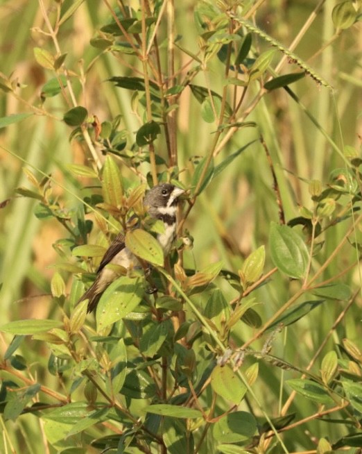 Double-collared Seedeater - ML619542931