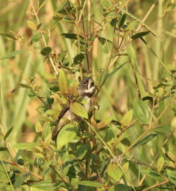Double-collared Seedeater - ML619542933