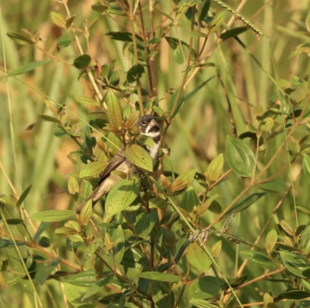 Double-collared Seedeater - ML619542934