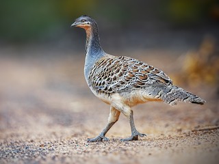  - Malleefowl