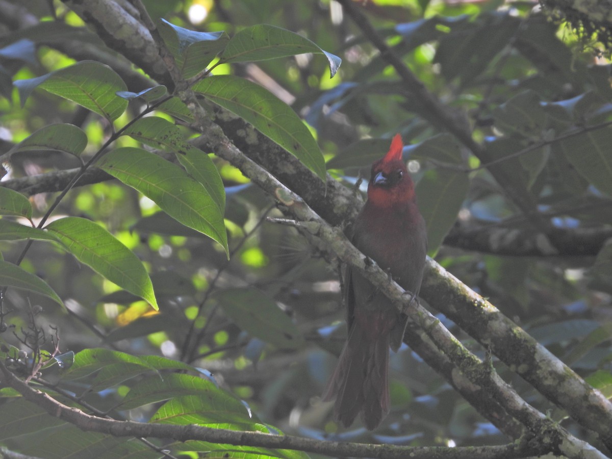 Crested Ant-Tanager - ML619542956