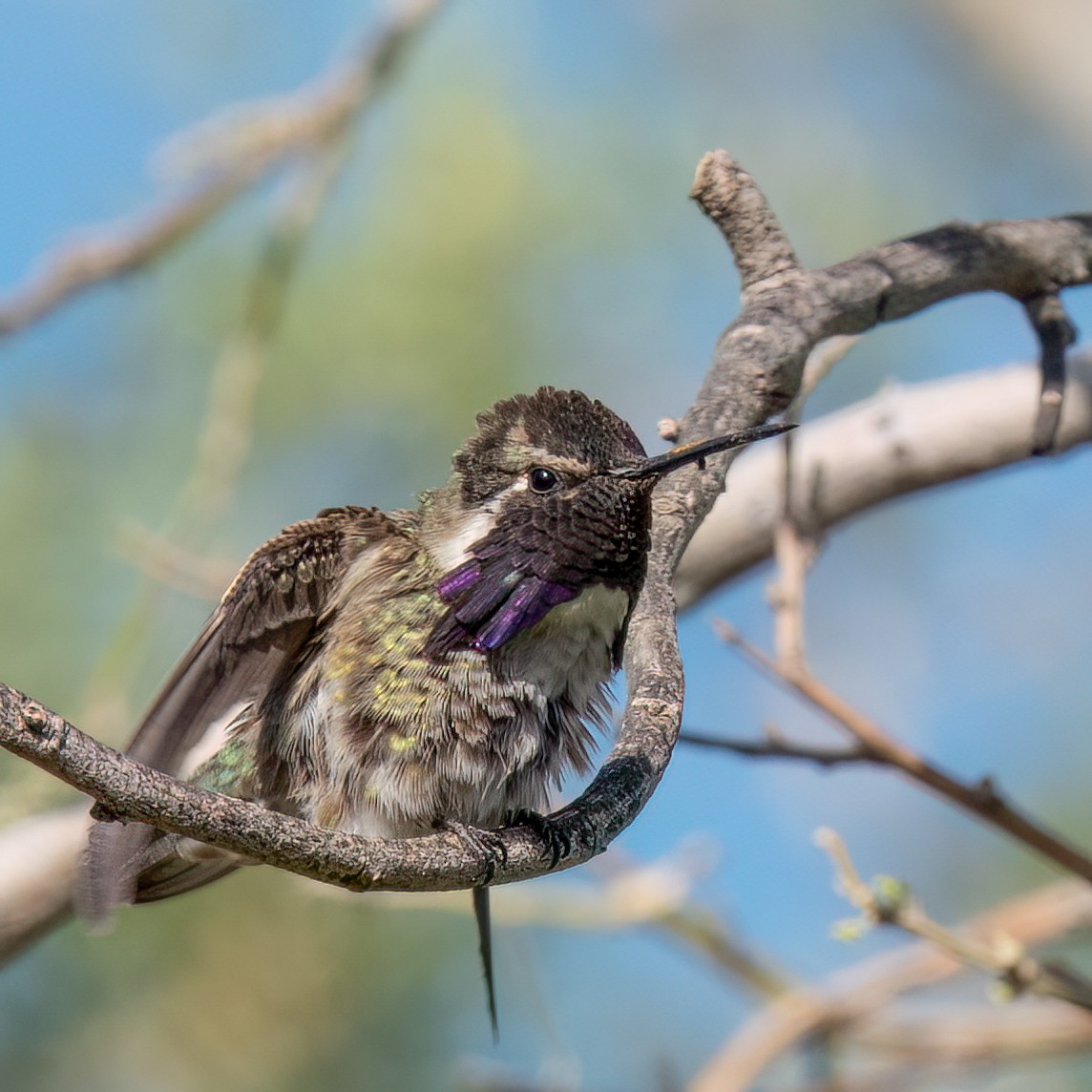 Costa's Hummingbird - ML619542996