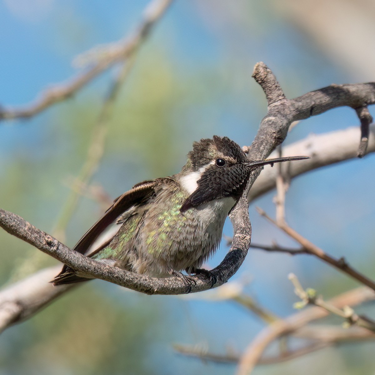 Costa's Hummingbird - ML619542997