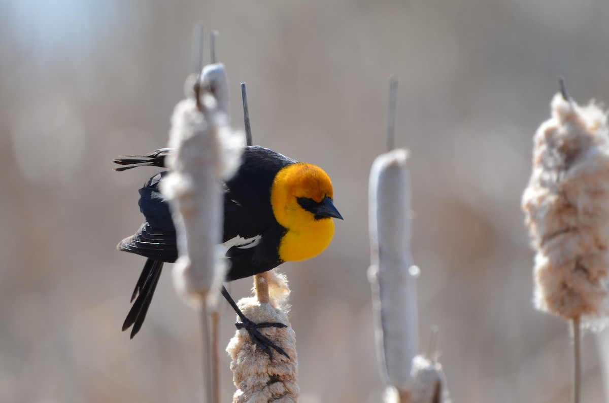 Yellow-headed Blackbird - ML619542999