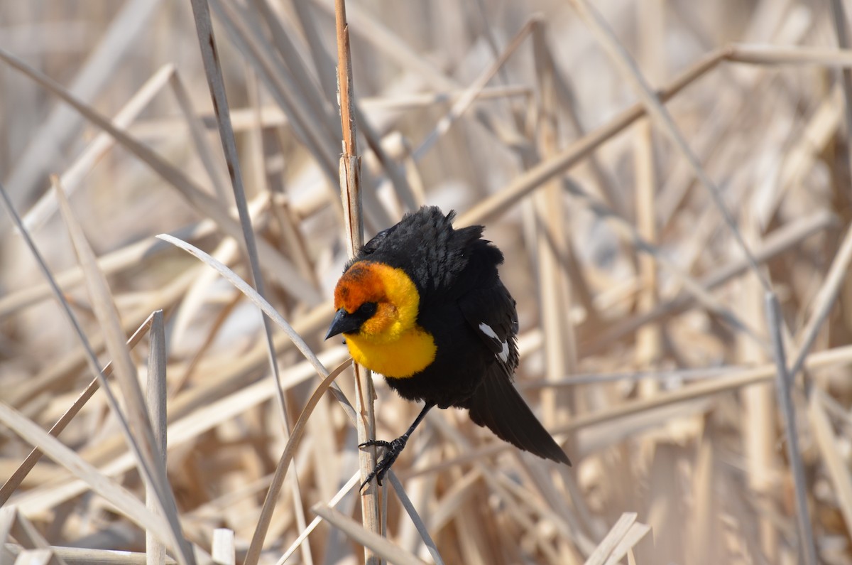 Yellow-headed Blackbird - ML619543008