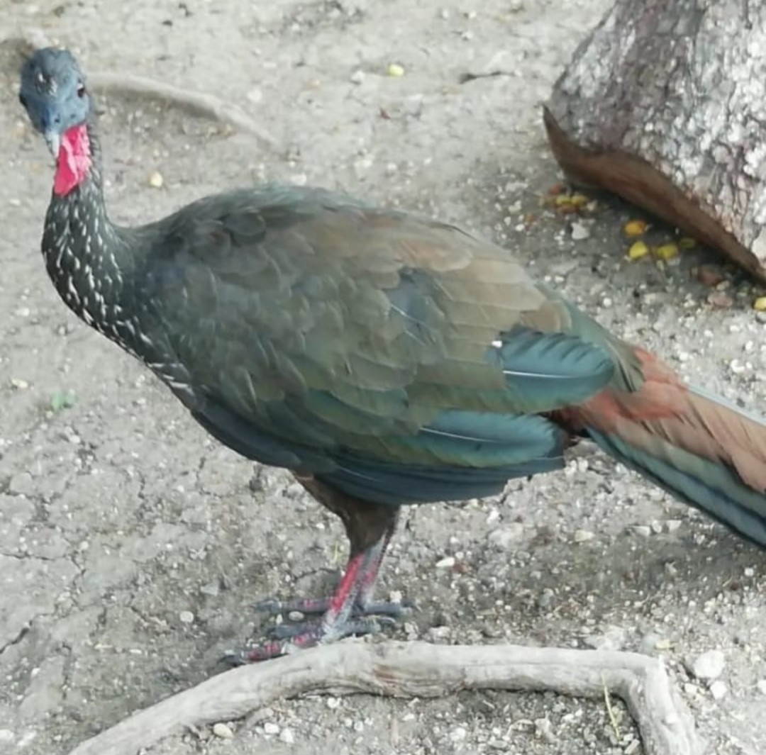 Crested Guan - ML619543020