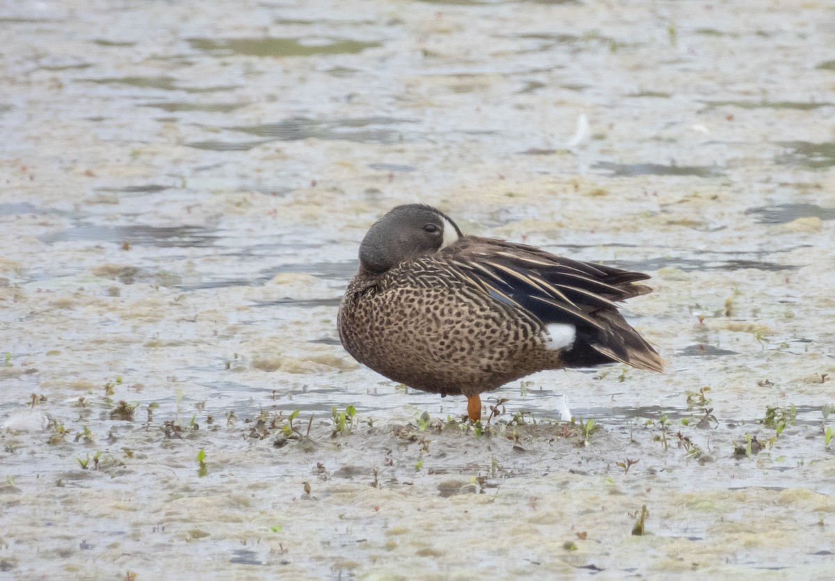Blue-winged Teal - ML619543043
