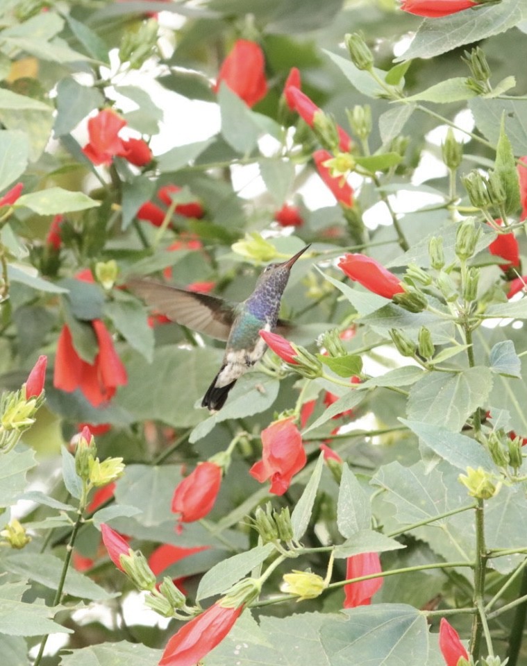 kolibřík safírový - ML619543068