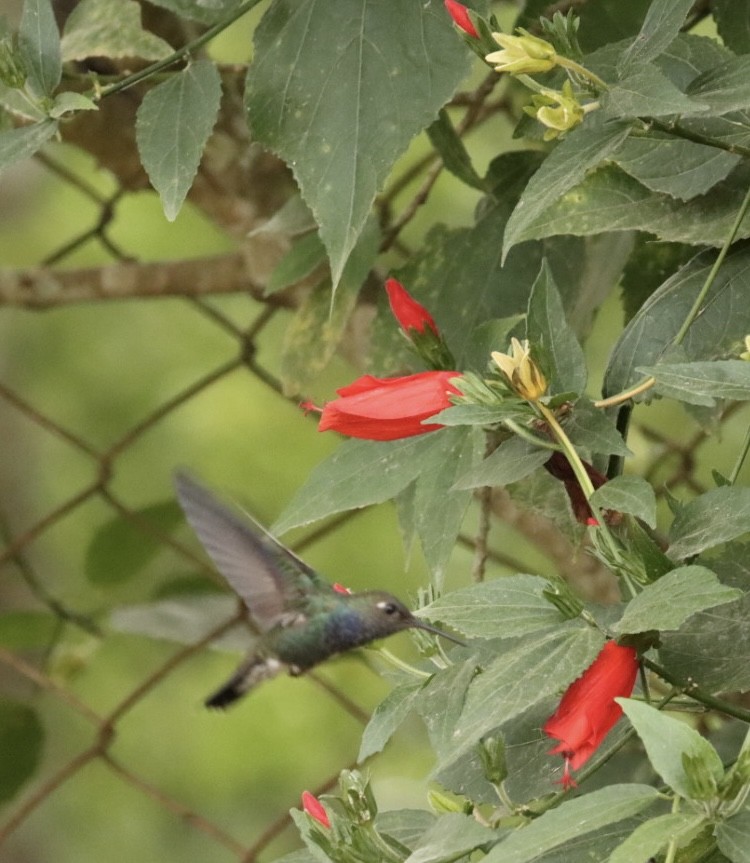 kolibřík safírový - ML619543069