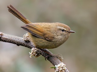  - Brownish-flanked Bush Warbler