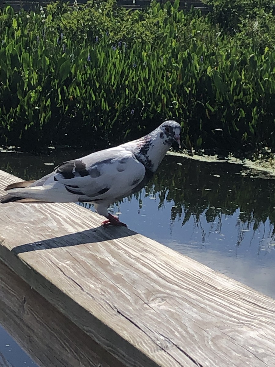 Rock Pigeon (Feral Pigeon) - ML619543184