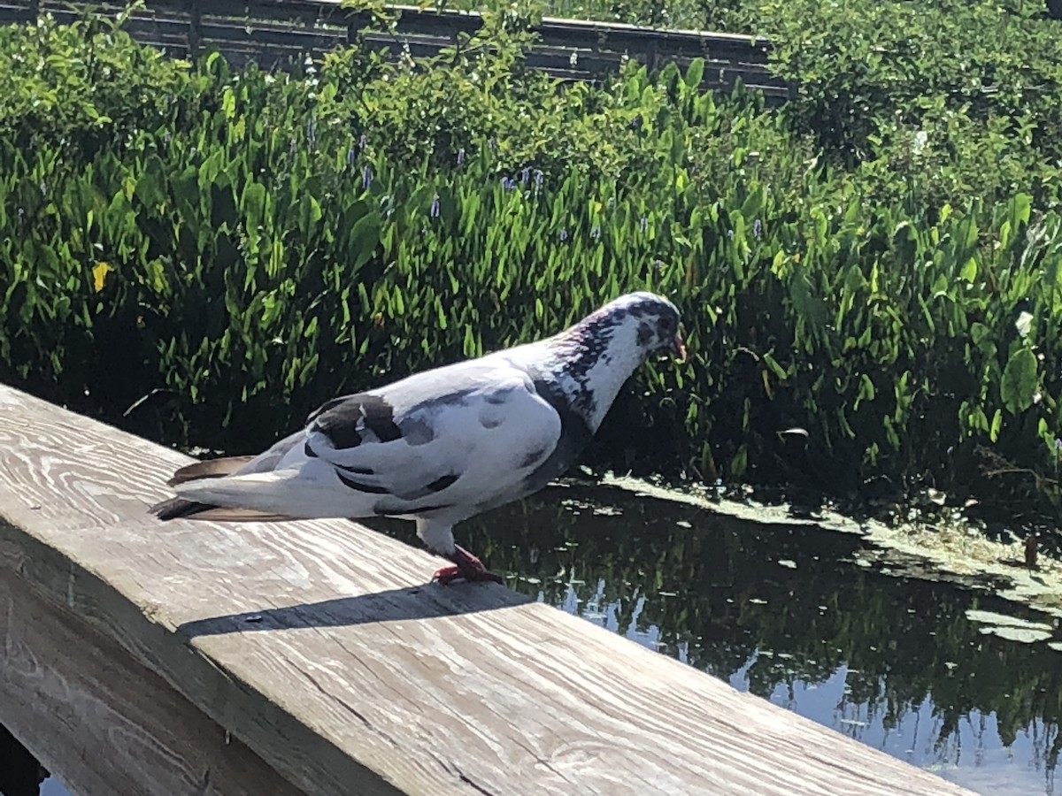 Rock Pigeon (Feral Pigeon) - ML619543185