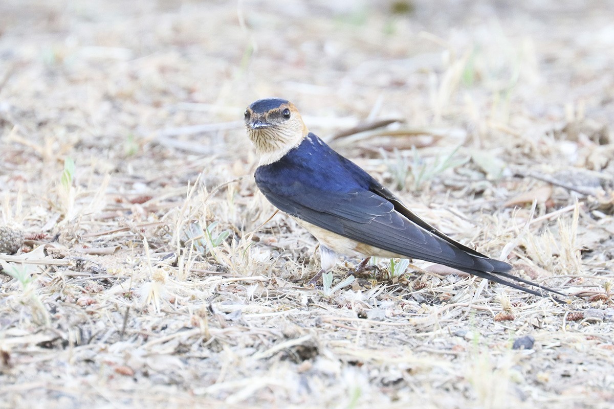 Red-rumped Swallow - ML619543186