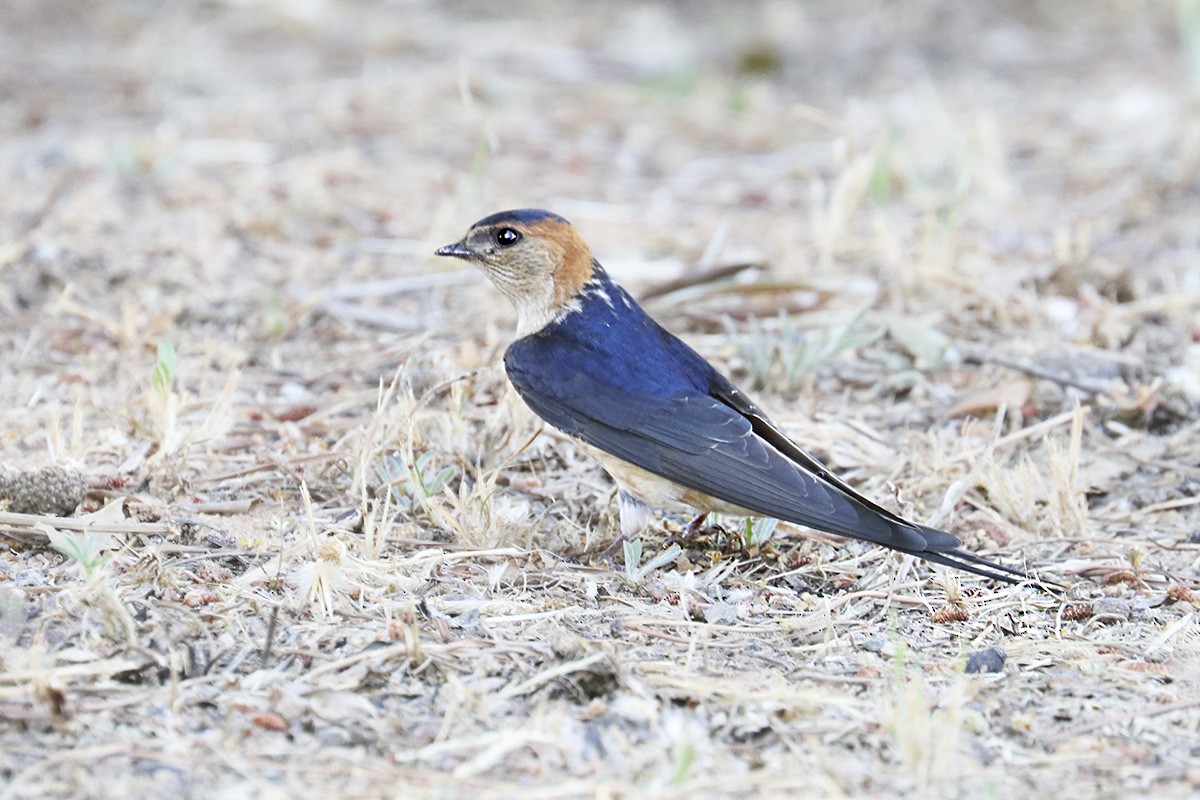 Red-rumped Swallow - ML619543187