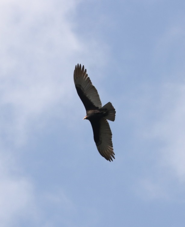 Lesser Yellow-headed Vulture - ML619543193