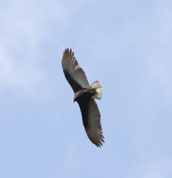 Lesser Yellow-headed Vulture - ML619543194