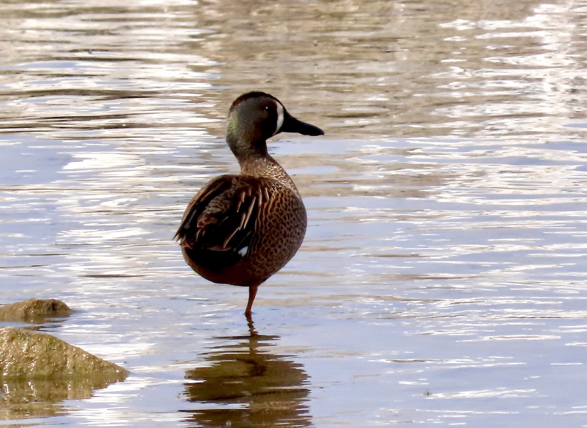 Blue-winged Teal - ML619543203