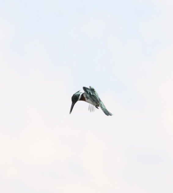 Amazon Kingfisher - ML619543205