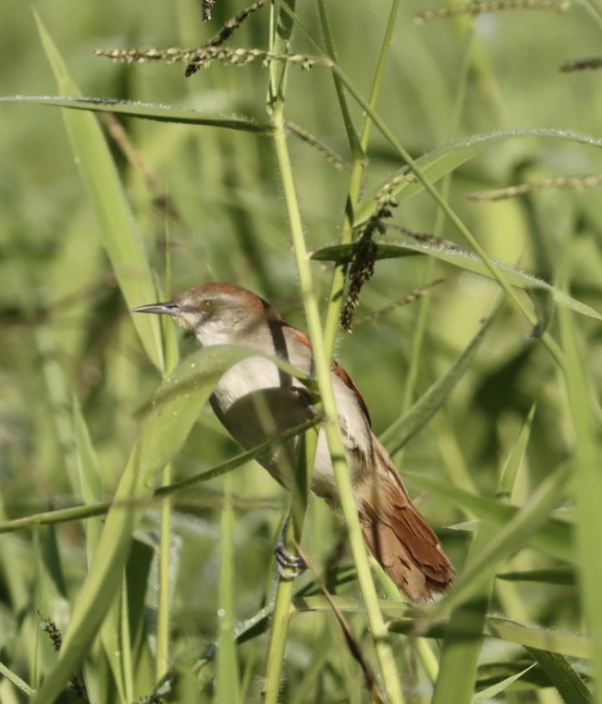 Yellow-chinned Spinetail - ML619543225
